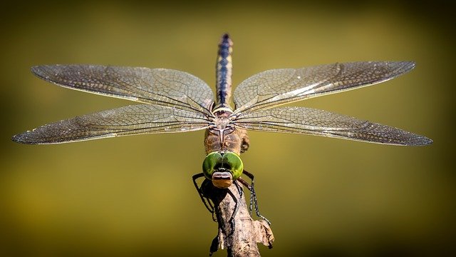 dragonfly gc0fef8adb 640 min 1