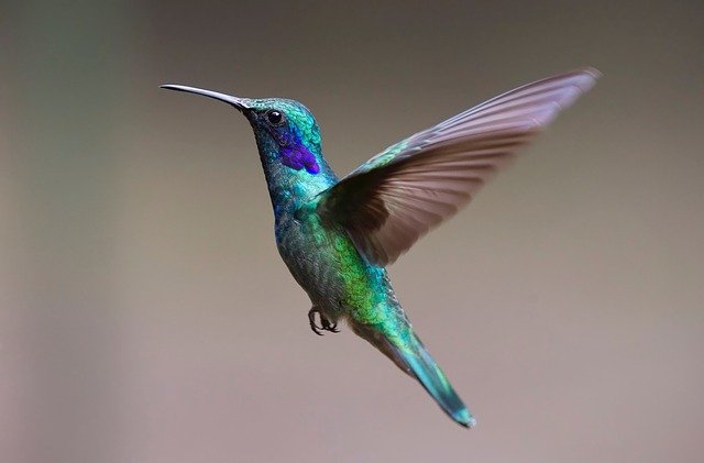 hummingbird g8d6a32e20 640