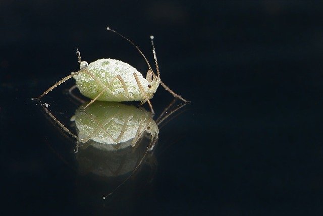 plant louse