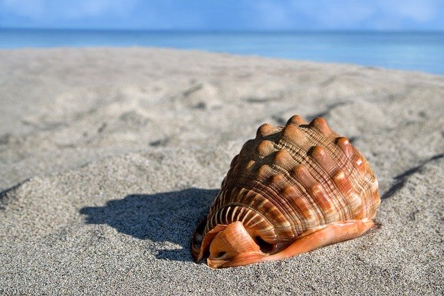 sea shell min